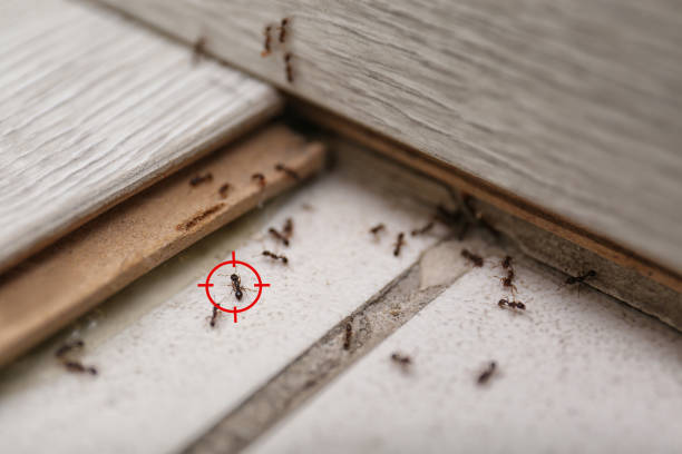 Best Mosquito Control Services  in Keizer, OR