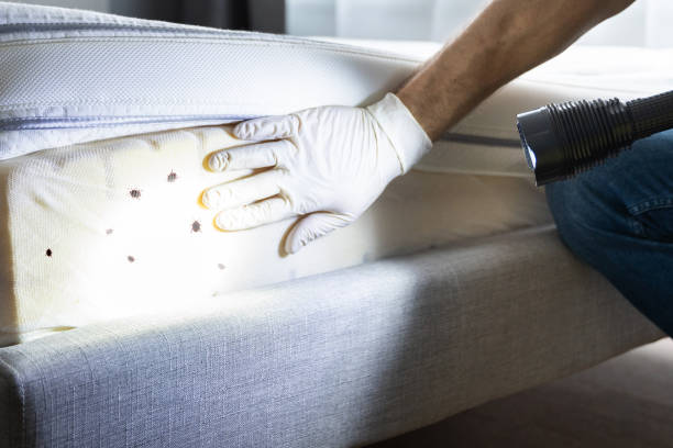 Best Bed Bug Extermination  in Keizer, OR