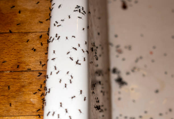 Best Pest Control Near Me  in Keizer, OR